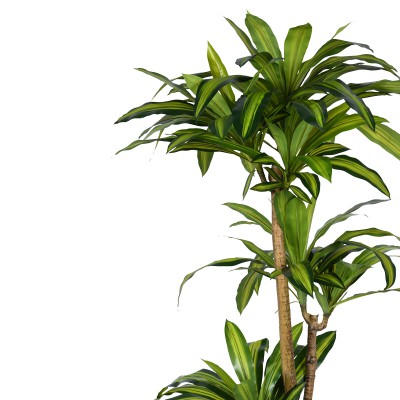 Διακοσμητικό φυτό Dracaena I σε γλάστρα Inart πράσινο pp Υ170εκ Διακοσμητικό φυτό Dracaena I σε γλάστρα Inart πράσινο pp Υ170εκ