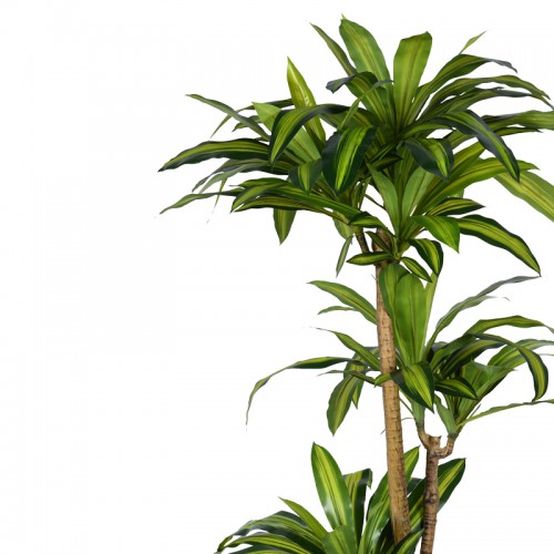 Διακοσμητικό φυτό Dracaena I σε γλάστρα Inart πράσινο pp Υ170εκ Διακοσμητικό φυτό Dracaena I σε γλάστρα Inart πράσινο pp Υ170εκ