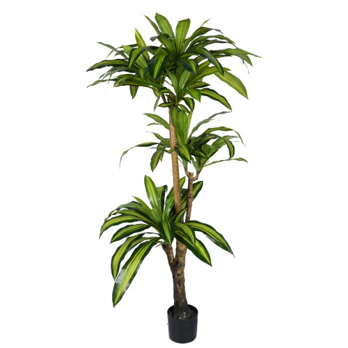 Διακοσμητικό φυτό Dracaena I σε γλάστρα Inart πράσινο pp Υ170εκ Διακοσμητικό φυτό Dracaena I σε γλάστρα Inart πράσινο pp Υ170εκ
