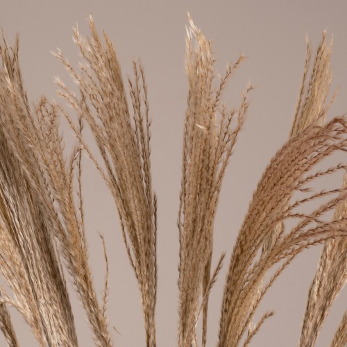 GloboStar® MISCANTHUS 36538 Αποξηραμένο Φυτό Μίσχανθος - Μπουκέτο Διακοσμητικών Κλαδιών Μπεζ Υ120cm Διακόσμηση - Φως - Χαλιά GloboStar® MISCANTHUS 36538 Αποξηραμένο Φυτό Μίσχανθος - Μπουκέτο Διακοσμητικών Κλαδιών Μπεζ Υ120cm Διακόσμηση - Φως - Χαλιά