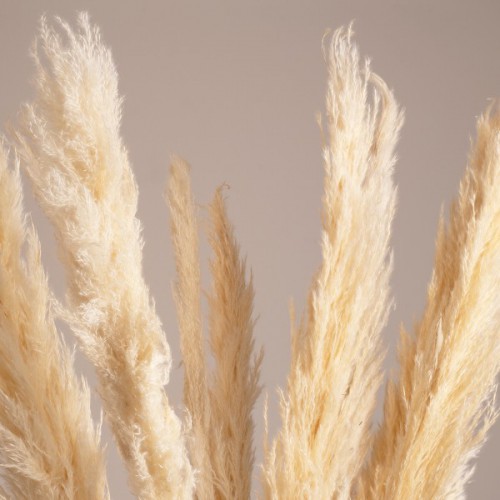 GloboStar® PAMPASGRASS 36510 Αποξηραμένο Φυτό Γρασίδι της Πάμπας - Μπουκέτο Διακοσμητικών Κλαδιών Μπεζ - Εκρού Υ150cm - Σετ 5 τμχ GloboStar® PAMPASGRASS 36510 Αποξηραμένο Φυτό Γρασίδι της Πάμπας - Μπουκέτο Διακοσμητικών Κλαδιών Μπεζ - Εκρού Υ150cm - Σετ 5 τμχ