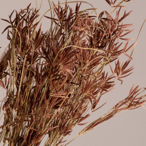 GloboStar® CYPERUS 36500 Αποξηραμένο Φυτό Κύπειρος - Μπουκέτο Διακοσμητικών Κλαδιών Μπεζ - Καφέ Υ60cm - Σετ 50 τμχ GloboStar® CYPERUS 36500 Αποξηραμένο Φυτό Κύπειρος - Μπουκέτο Διακοσμητικών Κλαδιών Μπεζ - Καφέ Υ60cm - Σετ 50 τμχ