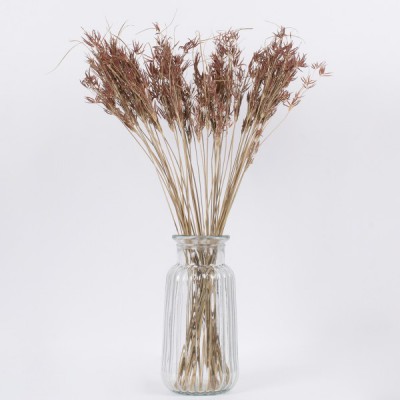 GloboStar® CYPERUS 36500 Αποξηραμένο Φυτό Κύπειρος - Μπουκέτο Διακοσμητικών Κλαδιών Μπεζ - Καφέ Υ60cm - Σετ 50 τμχ GloboStar® CYPERUS 36500 Αποξηραμένο Φυτό Κύπειρος - Μπουκέτο Διακοσμητικών Κλαδιών Μπεζ - Καφέ Υ60cm - Σετ 50 τμχ