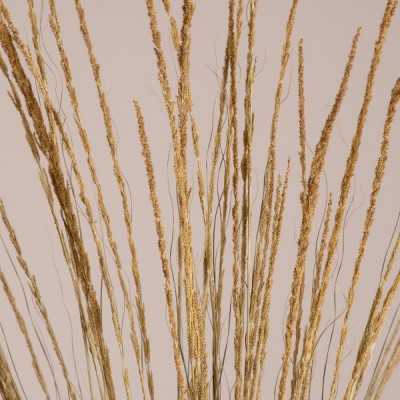 GloboStar® SMUTGRASS 36502 Αποξηραμένο Φυτό Χορταφιλιά - Μπουκέτο Διακοσμητικών Κλαδιών Μπεζ - Πράσινο Υ90cm - Σετ 100 τμχ GloboStar® SMUTGRASS 36502 Αποξηραμένο Φυτό Χορταφιλιά - Μπουκέτο Διακοσμητικών Κλαδιών Μπεζ - Πράσινο Υ90cm - Σετ 100 τμχ