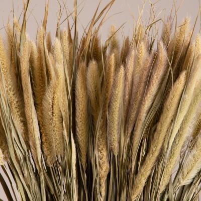 GloboStar® PENNISETUM 36503 Αποξηραμένο Φυτό Πεννήσιο - Μπουκέτο Διακοσμητικών Κλαδιών Μπεζ - Πράσινο Υ60cm - Σετ 100 τμχ GloboStar® PENNISETUM 36503 Αποξηραμένο Φυτό Πεννήσιο - Μπουκέτο Διακοσμητικών Κλαδιών Μπεζ - Πράσινο Υ60cm - Σετ 100 τμχ