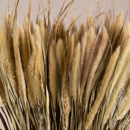 GloboStar® PENNISETUM 36503 Αποξηραμένο Φυτό Πεννήσιο - Μπουκέτο Διακοσμητικών Κλαδιών Μπεζ - Πράσινο Υ60cm - Σετ 100 τμχ GloboStar® PENNISETUM 36503 Αποξηραμένο Φυτό Πεννήσιο - Μπουκέτο Διακοσμητικών Κλαδιών Μπεζ - Πράσινο Υ60cm - Σετ 100 τμχ