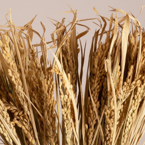 GloboStar® RISEGRASS 36505 Αποξηραμένο Φυτό Ρύζι - Μπουκέτο Διακοσμητικών Κλαδιών Μπεζ Υ60cm - Σετ 105 τμχ GloboStar® RISEGRASS 36505 Αποξηραμένο Φυτό Ρύζι - Μπουκέτο Διακοσμητικών Κλαδιών Μπεζ Υ60cm - Σετ 105 τμχ