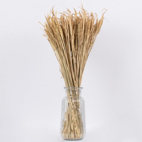 GloboStar® RISEGRASS 36505 Αποξηραμένο Φυτό Ρύζι - Μπουκέτο Διακοσμητικών Κλαδιών Μπεζ Υ60cm - Σετ 105 τμχ GloboStar® RISEGRASS 36505 Αποξηραμένο Φυτό Ρύζι - Μπουκέτο Διακοσμητικών Κλαδιών Μπεζ Υ60cm - Σετ 105 τμχ