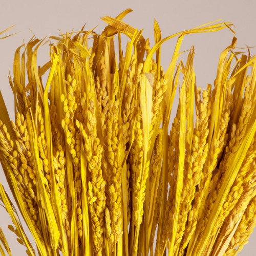 GloboStar® RISEGRASS 36506 Αποξηραμένο Φυτό Ρύζι - Μπουκέτο Διακοσμητικών Κλαδιών Μπεζ - Κίτρινο Υ60cm - Σετ 105 τμχ GloboStar® RISEGRASS 36506 Αποξηραμένο Φυτό Ρύζι - Μπουκέτο Διακοσμητικών Κλαδιών Μπεζ - Κίτρινο Υ60cm - Σετ 105 τμχ