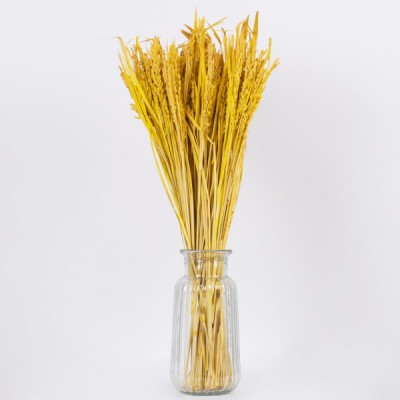 GloboStar® RISEGRASS 36506 Αποξηραμένο Φυτό Ρύζι - Μπουκέτο Διακοσμητικών Κλαδιών Μπεζ - Κίτρινο Υ60cm - Σετ 105 τμχ GloboStar® RISEGRASS 36506 Αποξηραμένο Φυτό Ρύζι - Μπουκέτο Διακοσμητικών Κλαδιών Μπεζ - Κίτρινο Υ60cm - Σετ 105 τμχ