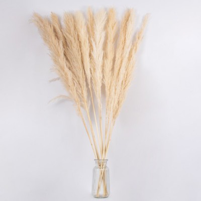 GloboStar® PAMPASGRASS 36509 Αποξηραμένο Φυτό Γρασίδι της Πάμπας - Μπουκέτο Διακοσμητικών Κλαδιών Μπεζ - Εκρού Υ120cm - Σετ 5 τμχ GloboStar® PAMPASGRASS 36509 Αποξηραμένο Φυτό Γρασίδι της Πάμπας - Μπουκέτο Διακοσμητικών Κλαδιών Μπεζ - Εκρού Υ120cm - Σετ 5 τμχ