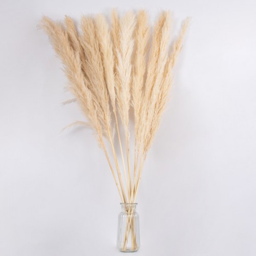 GloboStar® PAMPASGRASS 36509 Αποξηραμένο Φυτό Γρασίδι της Πάμπας - Μπουκέτο Διακοσμητικών Κλαδιών Μπεζ - Εκρού Υ120cm - Σετ 5 τμχ GloboStar® PAMPASGRASS 36509 Αποξηραμένο Φυτό Γρασίδι της Πάμπας - Μπουκέτο Διακοσμητικών Κλαδιών Μπεζ - Εκρού Υ120cm - Σετ 5 τμχ