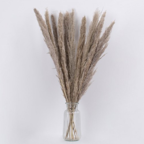 GloboStar® PAMPASGRASS 36511 Αποξηραμένο Φυτό Γρασίδι της Πάμπας - Μπουκέτο Διακοσμητικών Κλαδιών Καφέ - Γκρι Υ80cm - Σετ 10 τμχ GloboStar® PAMPASGRASS 36511 Αποξηραμένο Φυτό Γρασίδι της Πάμπας - Μπουκέτο Διακοσμητικών Κλαδιών Καφέ - Γκρι Υ80cm - Σετ 10 τμχ