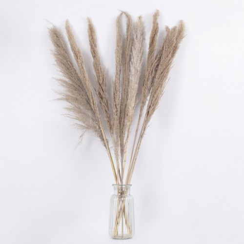 GloboStar® PAMPASGRASS 36512 Αποξηραμένο Φυτό Γρασίδι της Πάμπας - Μπουκέτο Διακοσμητικών Κλαδιών Καφέ - Γκρι Υ100cm - Σετ 10 τμχ GloboStar® PAMPASGRASS 36512 Αποξηραμένο Φυτό Γρασίδι της Πάμπας - Μπουκέτο Διακοσμητικών Κλαδιών Καφέ - Γκρι Υ100cm - Σετ 10 τμχ