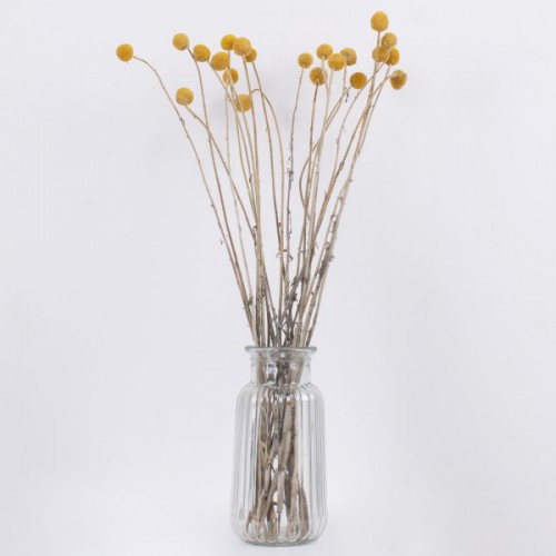 GloboStar® GRASPEDIA 36532 Αποξηραμένο Φυτό Κρασπέδια Φ2cm - Μπουκέτο Διακοσμητικών Κλαδιών Μπεζ - Κίτρινο Υ70cm - Σετ 20 τμχ GloboStar® GRASPEDIA 36532 Αποξηραμένο Φυτό Κρασπέδια Φ2cm - Μπουκέτο Διακοσμητικών Κλαδιών Μπεζ - Κίτρινο Υ70cm - Σετ 20 τμχ