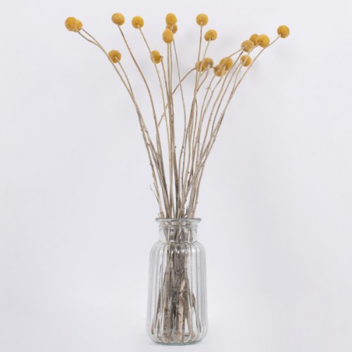 GloboStar® GRASPEDIA 36533 Αποξηραμένο Φυτό Κρασπέδια Φ3cm - Μπουκέτο Διακοσμητικών Κλαδιών Μπεζ - Κίτρινο Υ70cm - Σετ 20 τμχ GloboStar® GRASPEDIA 36533 Αποξηραμένο Φυτό Κρασπέδια Φ3cm - Μπουκέτο Διακοσμητικών Κλαδιών Μπεζ - Κίτρινο Υ70cm - Σετ 20 τμχ