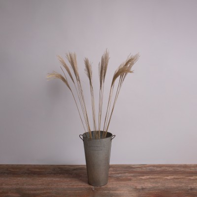 GloboStar® MISCANTHUS 36538 Αποξηραμένο Φυτό Μίσχανθος - Μπουκέτο Διακοσμητικών Κλαδιών Μπεζ Υ120cm - Σετ 10 τμχ