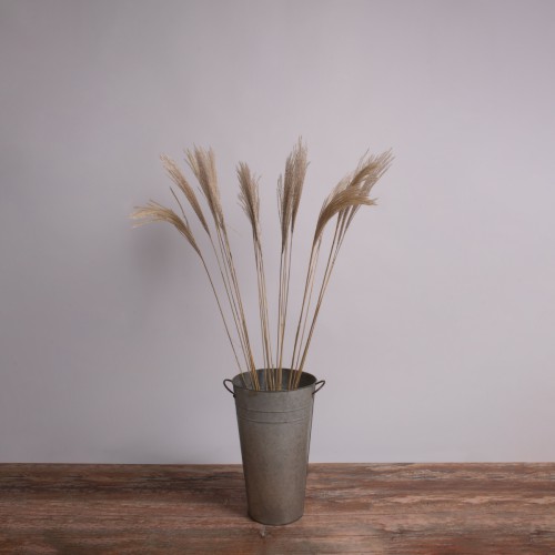 GloboStar® MISCANTHUS 36538 Αποξηραμένο Φυτό Μίσχανθος - Μπουκέτο Διακοσμητικών Κλαδιών Μπεζ Υ120cm Διακόσμηση - Φως - Χαλιά GloboStar® MISCANTHUS 36538 Αποξηραμένο Φυτό Μίσχανθος - Μπουκέτο Διακοσμητικών Κλαδιών Μπεζ Υ120cm Διακόσμηση - Φως - Χαλιά