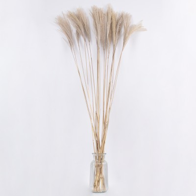 GloboStar® MISCANTHUS 36538 Αποξηραμένο Φυτό Μίσχανθος - Μπουκέτο Διακοσμητικών Κλαδιών Μπεζ Υ120cm Διακόσμηση - Φως - Χαλιά GloboStar® MISCANTHUS 36538 Αποξηραμένο Φυτό Μίσχανθος - Μπουκέτο Διακοσμητικών Κλαδιών Μπεζ Υ120cm Διακόσμηση - Φως - Χαλιά