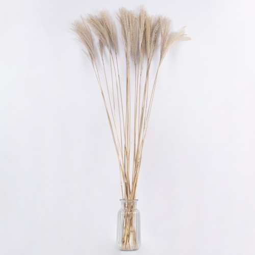GloboStar® MISCANTHUS 36538 Αποξηραμένο Φυτό Μίσχανθος - Μπουκέτο Διακοσμητικών Κλαδιών Μπεζ Υ120cm Διακόσμηση - Φως - Χαλιά GloboStar® MISCANTHUS 36538 Αποξηραμένο Φυτό Μίσχανθος - Μπουκέτο Διακοσμητικών Κλαδιών Μπεζ Υ120cm Διακόσμηση - Φως - Χαλιά