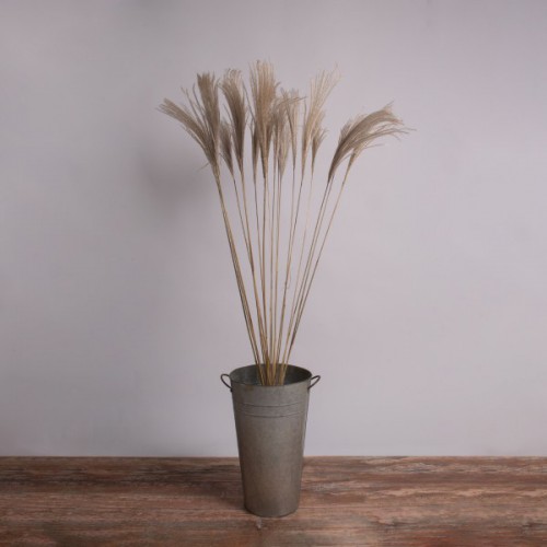 GloboStar® MISCANTHUS 36539 Αποξηραμένο Φυτό Μίσχανθος - Μπουκέτο Διακοσμητικών Κλαδιών Μπεζ Υ140cm Διακόσμηση - Φωτισμός - Χαλιά GloboStar® MISCANTHUS 36539 Αποξηραμένο Φυτό Μίσχανθος - Μπουκέτο Διακοσμητικών Κλαδιών Μπεζ Υ140cm Διακόσμηση - Φωτισμός - Χαλιά