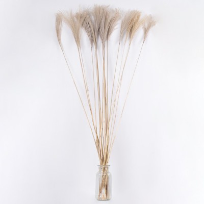 GloboStar® MISCANTHUS 36539 Αποξηραμένο Φυτό Μίσχανθος - Μπουκέτο Διακοσμητικών Κλαδιών Μπεζ Υ140cm Διακόσμηση - Φωτισμός - Χαλιά GloboStar® MISCANTHUS 36539 Αποξηραμένο Φυτό Μίσχανθος - Μπουκέτο Διακοσμητικών Κλαδιών Μπεζ Υ140cm Διακόσμηση - Φωτισμός - Χαλιά