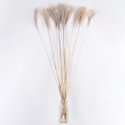 GloboStar® MISCANTHUS 36539 Αποξηραμένο Φυτό Μίσχανθος - Μπουκέτο Διακοσμητικών Κλαδιών Μπεζ Υ140cm Διακόσμηση - Φωτισμός - Χαλιά GloboStar® MISCANTHUS 36539 Αποξηραμένο Φυτό Μίσχανθος - Μπουκέτο Διακοσμητικών Κλαδιών Μπεζ Υ140cm Διακόσμηση - Φωτισμός - Χαλιά