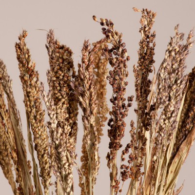 GloboStar® BROOMCORN 36540 Αποξηραμένο Φυτό Γλυκό Σόργο - Μπουκέτο Διακοσμητικών Κλαδιών Μπεζ - Καφέ Υ60cm - Σετ 20 τμχ GloboStar® BROOMCORN 36540 Αποξηραμένο Φυτό Γλυκό Σόργο - Μπουκέτο Διακοσμητικών Κλαδιών Μπεζ - Καφέ Υ60cm - Σετ 20 τμχ