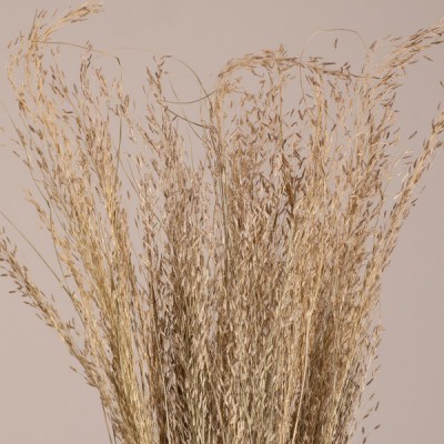 GloboStar® SILVERHAIRGRASS 36545 Αποξηραμένο Φυτό Ασημένια Χλόη - Μπουκέτο Διακοσμητικών Κλαδιών Μπεζ Υ60cm - Σετ 100 τμχ GloboStar® SILVERHAIRGRASS 36545 Αποξηραμένο Φυτό Ασημένια Χλόη - Μπουκέτο Διακοσμητικών Κλαδιών Μπεζ Υ60cm - Σετ 100 τμχ