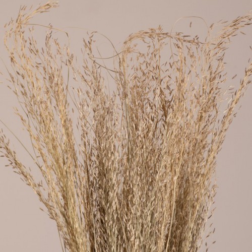 GloboStar® SILVERHAIRGRASS 36545 Αποξηραμένο Φυτό Ασημένια Χλόη - Μπουκέτο Διακοσμητικών Κλαδιών Μπεζ Υ60cm - Σετ 100 τμχ GloboStar® SILVERHAIRGRASS 36545 Αποξηραμένο Φυτό Ασημένια Χλόη - Μπουκέτο Διακοσμητικών Κλαδιών Μπεζ Υ60cm - Σετ 100 τμχ