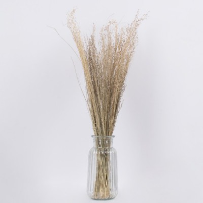 GloboStar® SILVERHAIRGRASS 36545 Αποξηραμένο Φυτό Ασημένια Χλόη - Μπουκέτο Διακοσμητικών Κλαδιών Μπεζ Υ60cm - Σετ 100 τμχ GloboStar® SILVERHAIRGRASS 36545 Αποξηραμένο Φυτό Ασημένια Χλόη - Μπουκέτο Διακοσμητικών Κλαδιών Μπεζ Υ60cm - Σετ 100 τμχ
