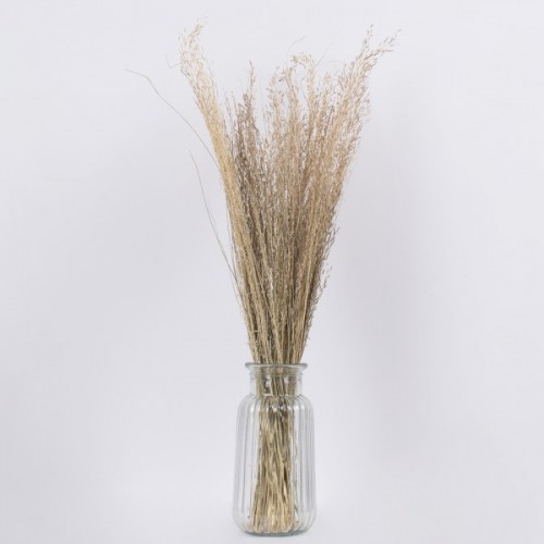 GloboStar® SILVERHAIRGRASS 36545 Αποξηραμένο Φυτό Ασημένια Χλόη - Μπουκέτο Διακοσμητικών Κλαδιών Μπεζ Υ60cm - Σετ 100 τμχ GloboStar® SILVERHAIRGRASS 36545 Αποξηραμένο Φυτό Ασημένια Χλόη - Μπουκέτο Διακοσμητικών Κλαδιών Μπεζ Υ60cm - Σετ 100 τμχ