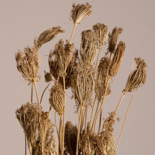 GloboStar® WILDCARROT 36546 Αποξηραμένο Φυτό Άγριο Καρότο - Μπουκέτο Διακοσμητικών Κλαδιών Μπεζ Υ60cm - Σετ 10 τμχ GloboStar® WILDCARROT 36546 Αποξηραμένο Φυτό Άγριο Καρότο - Μπουκέτο Διακοσμητικών Κλαδιών Μπεζ Υ60cm - Σετ 10 τμχ