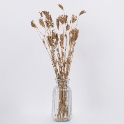 GloboStar® WILDCARROT 36546 Αποξηραμένο Φυτό Άγριο Καρότο - Μπουκέτο Διακοσμητικών Κλαδιών Μπεζ Υ60cm - Σετ 10 τμχ GloboStar® WILDCARROT 36546 Αποξηραμένο Φυτό Άγριο Καρότο - Μπουκέτο Διακοσμητικών Κλαδιών Μπεζ Υ60cm - Σετ 10 τμχ