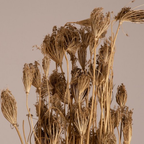 GloboStar® WILDCARROT 36547 Αποξηραμένο Φυτό Άγριο Καρότο - Μπουκέτο Διακοσμητικών Κλαδιών Μπεζ Υ80cm - Σετ 10 τμχ GloboStar® WILDCARROT 36547 Αποξηραμένο Φυτό Άγριο Καρότο - Μπουκέτο Διακοσμητικών Κλαδιών Μπεζ Υ80cm - Σετ 10 τμχ