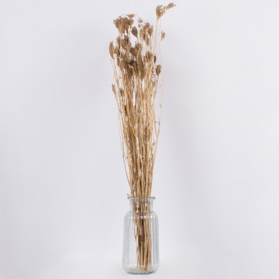 GloboStar® WILDCARROT 36547 Αποξηραμένο Φυτό Άγριο Καρότο - Μπουκέτο Διακοσμητικών Κλαδιών Μπεζ Υ80cm - Σετ 10 τμχ GloboStar® WILDCARROT 36547 Αποξηραμένο Φυτό Άγριο Καρότο - Μπουκέτο Διακοσμητικών Κλαδιών Μπεζ Υ80cm - Σετ 10 τμχ