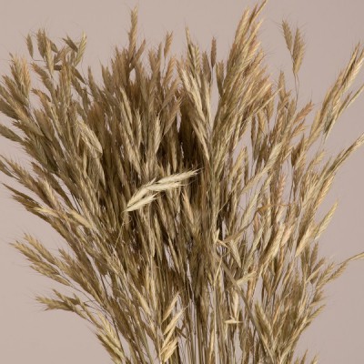 GloboStar® WHEAT 36548 Αποξηραμένο Φυτό Σίτος - Μπουκέτο Διακοσμητικών Κλαδιών Μπεζ - Πράσινο Υ60cm - Σετ 50 τμχ GloboStar® WHEAT 36548 Αποξηραμένο Φυτό Σίτος - Μπουκέτο Διακοσμητικών Κλαδιών Μπεζ - Πράσινο Υ60cm - Σετ 50 τμχ