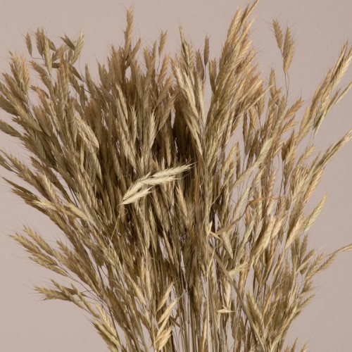 GloboStar® WHEAT 36548 Αποξηραμένο Φυτό Σίτος - Μπουκέτο Διακοσμητικών Κλαδιών Μπεζ - Πράσινο Υ60cm - Σετ 50 τμχ GloboStar® WHEAT 36548 Αποξηραμένο Φυτό Σίτος - Μπουκέτο Διακοσμητικών Κλαδιών Μπεζ - Πράσινο Υ60cm - Σετ 50 τμχ