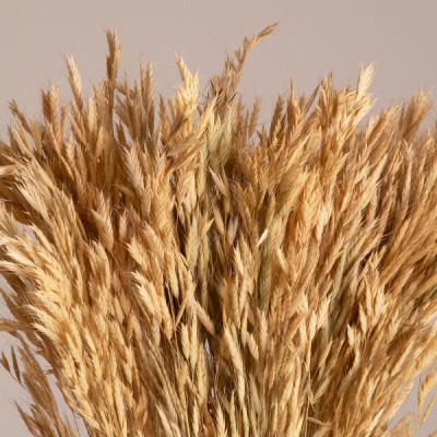 GloboStar® WHEAT 36550 Αποξηραμένο Φυτό Σίτος - Μπουκέτο Διακοσμητικών Κλαδιών Μπεζ Υ60cm - Σετ 100 τμχ GloboStar® WHEAT 36550 Αποξηραμένο Φυτό Σίτος - Μπουκέτο Διακοσμητικών Κλαδιών Μπεζ Υ60cm - Σετ 100 τμχ