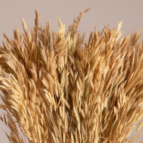 GloboStar® WHEAT 36550 Αποξηραμένο Φυτό Σίτος - Μπουκέτο Διακοσμητικών Κλαδιών Μπεζ Υ60cm - Σετ 100 τμχ GloboStar® WHEAT 36550 Αποξηραμένο Φυτό Σίτος - Μπουκέτο Διακοσμητικών Κλαδιών Μπεζ Υ60cm - Σετ 100 τμχ