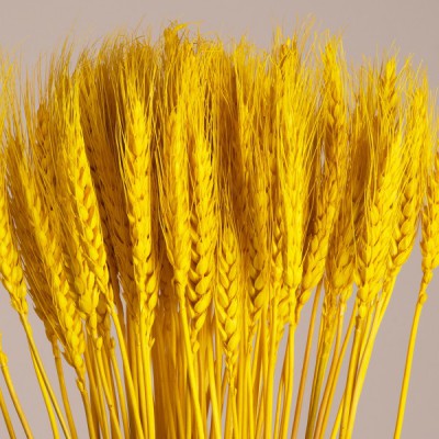 GloboStar® BARLEY 36552 Αποξηραμένο Φυτό Κριθάρι - Μπουκέτο Διακοσμητικών Κλαδιών Μπεζ - Κίτρινο Υ60cm - Σετ 105 τμχ GloboStar® BARLEY 36552 Αποξηραμένο Φυτό Κριθάρι - Μπουκέτο Διακοσμητικών Κλαδιών Μπεζ - Κίτρινο Υ60cm - Σετ 105 τμχ