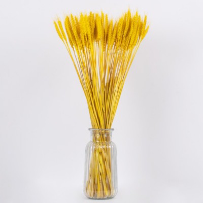 GloboStar® BARLEY 36552 Αποξηραμένο Φυτό Κριθάρι - Μπουκέτο Διακοσμητικών Κλαδιών Μπεζ - Κίτρινο Υ60cm - Σετ 105 τμχ GloboStar® BARLEY 36552 Αποξηραμένο Φυτό Κριθάρι - Μπουκέτο Διακοσμητικών Κλαδιών Μπεζ - Κίτρινο Υ60cm - Σετ 105 τμχ