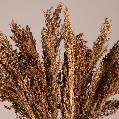 GloboStar® BROOMCORN 36553 Αποξηραμένο Φυτό Γλυκό Σόργο - Μπουκέτο Διακοσμητικών Κλαδιών Καφέ Υ60cm - Σετ 20 τμχ GloboStar® BROOMCORN 36553 Αποξηραμένο Φυτό Γλυκό Σόργο - Μπουκέτο Διακοσμητικών Κλαδιών Καφέ Υ60cm - Σετ 20 τμχ