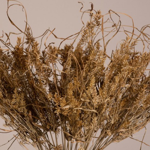 GloboStar® FERNGRASS 36556 Αποξηραμένο Φυτό Φτερόχορτο - Μπουκέτο Διακοσμητικών Κλαδιών Μπεζ Υ60cm - Σετ 50 τμχ GloboStar® FERNGRASS 36556 Αποξηραμένο Φυτό Φτερόχορτο - Μπουκέτο Διακοσμητικών Κλαδιών Μπεζ Υ60cm - Σετ 50 τμχ