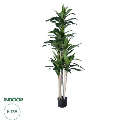 GloboStar® Artificial Garden DRACAENA SILK 20044 - Τεχνητό Διακοσμητικό Φυτό Δράκαινα Υ170cm GloboStar® Artificial Garden DRACAENA SILK 20044 - Τεχνητό Διακοσμητικό Φυτό Δράκαινα Υ170cm