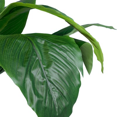 GloboStar® Artificial Garden ROHDEA JAPONICA 20068 Τεχνητό Διακοσμητικό Φυτό Ιαπωνέζικη Ροδέα Υ80cm Διακόσμηση - Φως - Χαλιά GloboStar® Artificial Garden ROHDEA JAPONICA 20068 Τεχνητό Διακοσμητικό Φυτό Ιαπωνέζικη Ροδέα Υ80cm Διακόσμηση - Φως - Χαλιά
