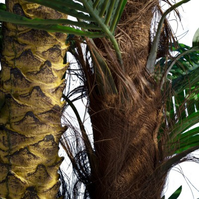 GloboStar® Artificial Garden COCONUT PALM TREE 20087 Τεχνητό Διακοσμητικό Φυτό Φοινικόδεντρο Κοκοφοίνικας Υ350cm GloboStar® Artificial Garden COCONUT PALM TREE 20087 Τεχνητό Διακοσμητικό Φυτό Φοινικόδεντρο Κοκοφοίνικας Υ350cm