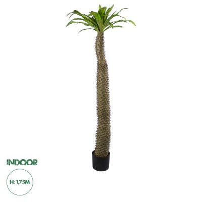 GloboStar® Artificial Garden PACHYPODIUM LAMEREI PALM TREE 20130 Τεχνητό Διακοσμητικό Φυτό Φοίνικας της Μαγαδασκάρης Υ175cm GloboStar® Artificial Garden PACHYPODIUM LAMEREI PALM TREE 20130 Τεχνητό Διακοσμητικό Φυτό Φοίνικας της Μαγαδασκάρης Υ175cm