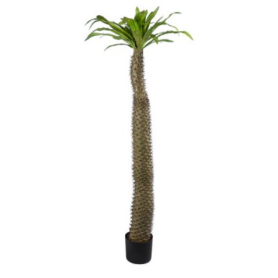 GloboStar® Artificial Garden PACHYPODIUM LAMEREI PALM TREE 20130 Τεχνητό Διακοσμητικό Φυτό Φοίνικας της Μαγαδασκάρης Υ175cm GloboStar® Artificial Garden PACHYPODIUM LAMEREI PALM TREE 20130 Τεχνητό Διακοσμητικό Φυτό Φοίνικας της Μαγαδασκάρης Υ175cm