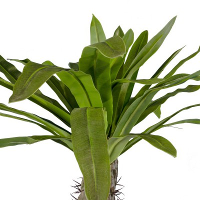 GloboStar® Artificial Garden PACHYPODIUM LAMEREI PALM TREE 20130 Τεχνητό Διακοσμητικό Φυτό Φοίνικας της Μαγαδασκάρης Υ175cm GloboStar® Artificial Garden PACHYPODIUM LAMEREI PALM TREE 20130 Τεχνητό Διακοσμητικό Φυτό Φοίνικας της Μαγαδασκάρης Υ175cm